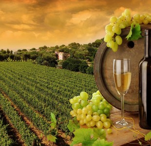 Фото виноградника и бочки вина