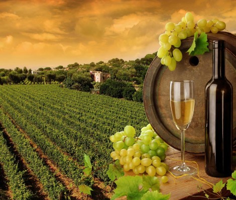Фото виноградника и бочки вина